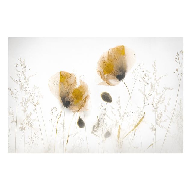 Billeder på lærred blomster Poppy Flowers And Delicate Grasses In Soft Fog