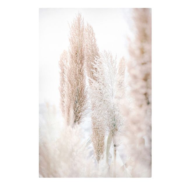 Billeder blomster Pampas Grass In White Light