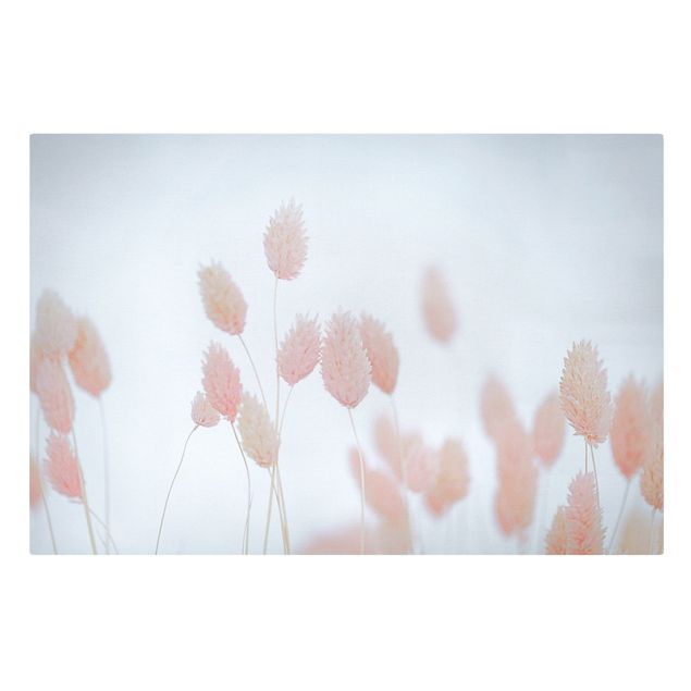 Billeder blomster Grass Tips In Pale Pink
