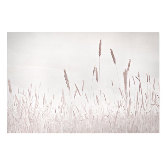 Billeder blomster Summerly Reed Grass