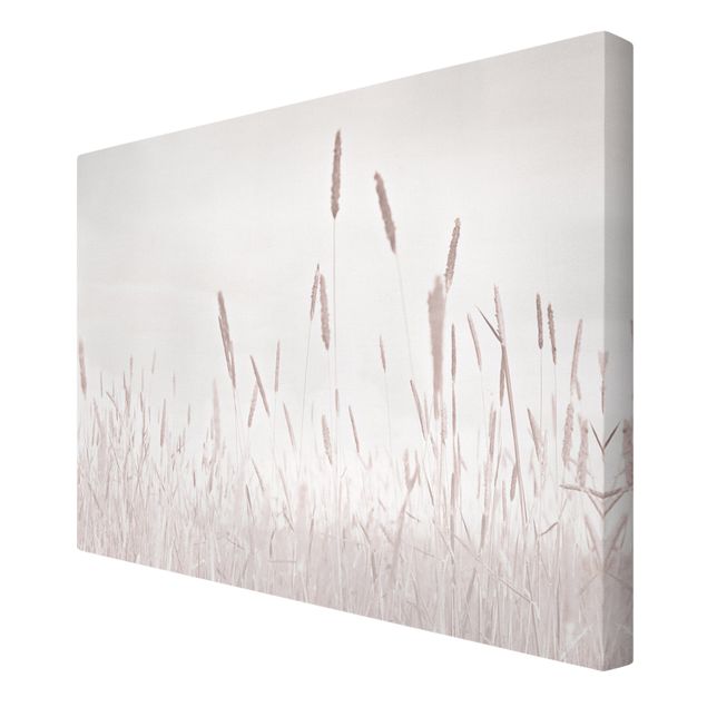 Billeder Monika Strigel Summerly Reed Grass