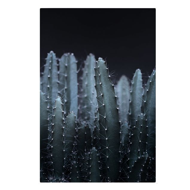 Billeder moderne Desert Cactus At Night