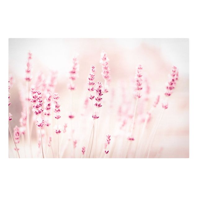 Billeder blomster Pale Pink Lavender