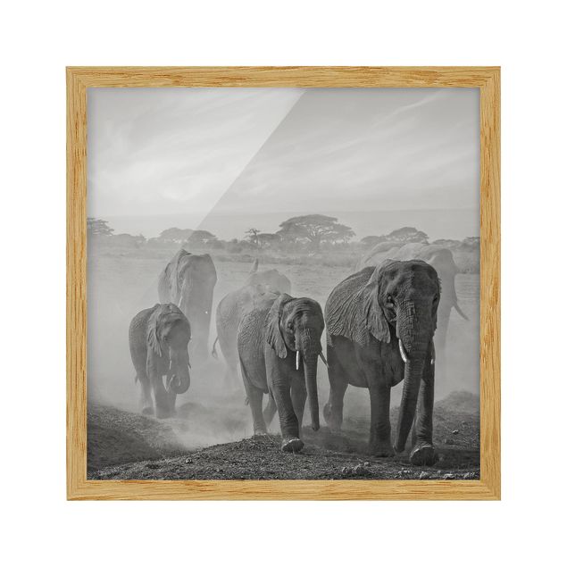 Indrammede plakater sort og hvid Herd Of Elephants