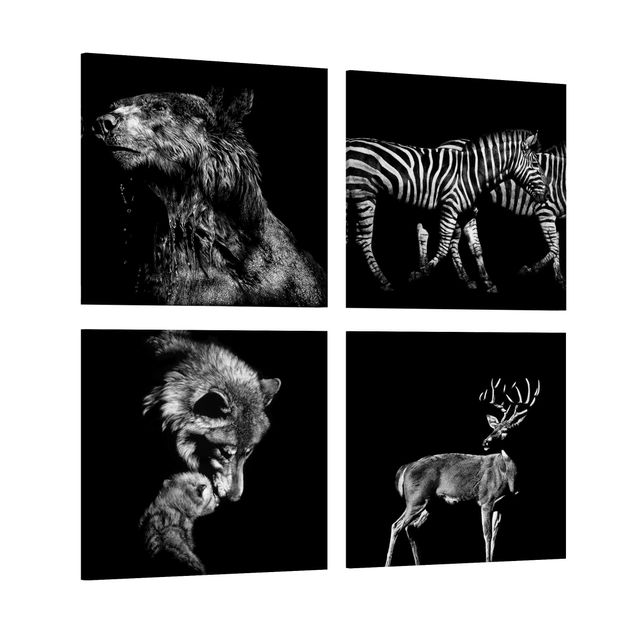 Billeder zebraer Wild Animals From Black Set I