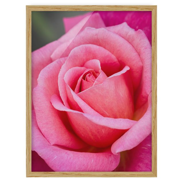 Billeder blomster Pink Rose Flowers Green Backdrop