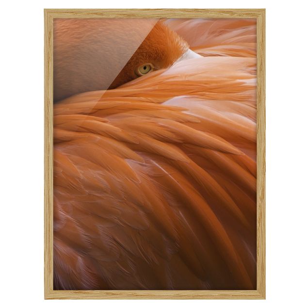 Billeder moderne Flamingo Feathers