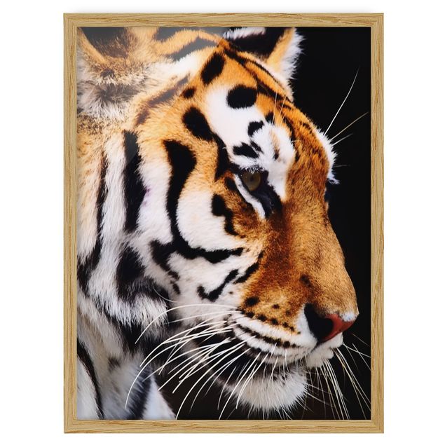Billeder moderne Tiger Beauty