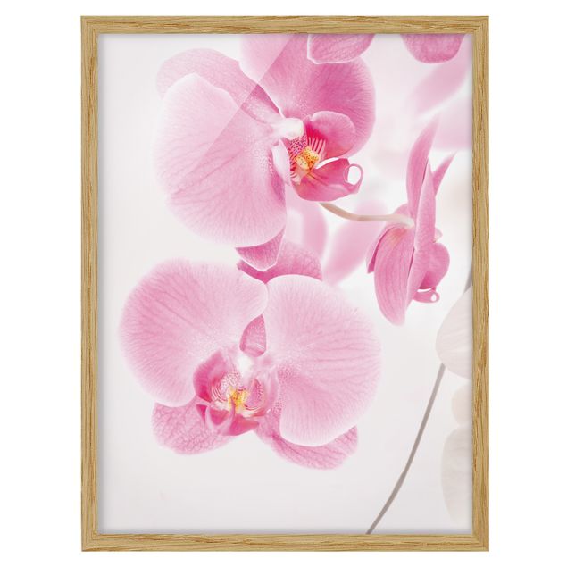 Indrammede plakater blomster Delicate Orchids