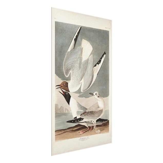 Billeder strande Vintage Board Bonaparte Gull