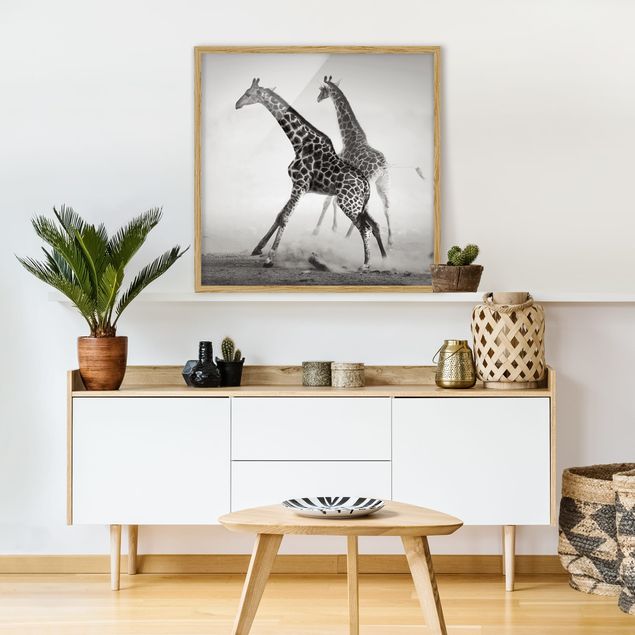 Indrammede plakater sort og hvid Giraffe Hunt