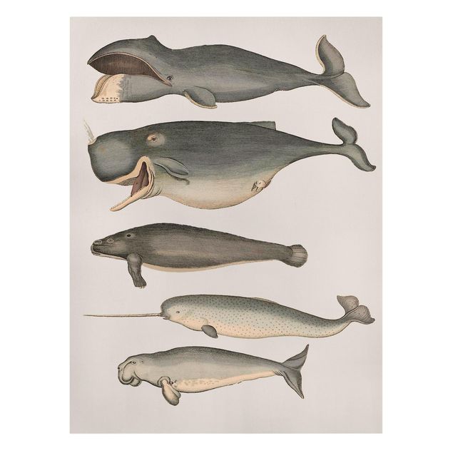 Billeder på lærred dyr Five Vintage Whales