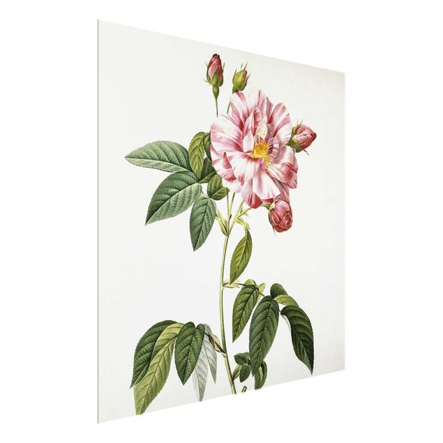 Kunst stilarter Pierre Joseph Redoute - Pink Gallica Rose