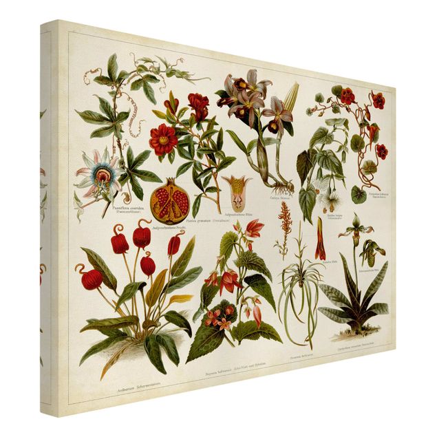 Billeder blomster Vintage Board Tropical Botany II