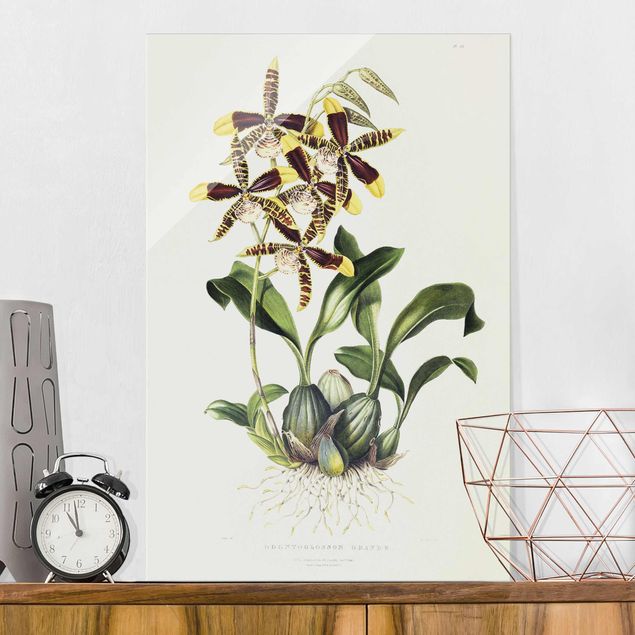 Glasbilleder orkideer Maxim Gauci - Orchid II