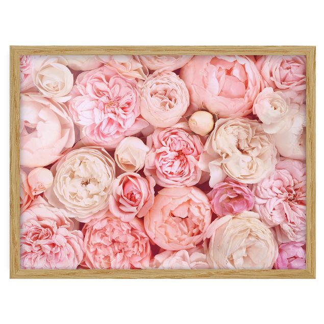 Billeder blomster Roses Rosé Coral Shabby