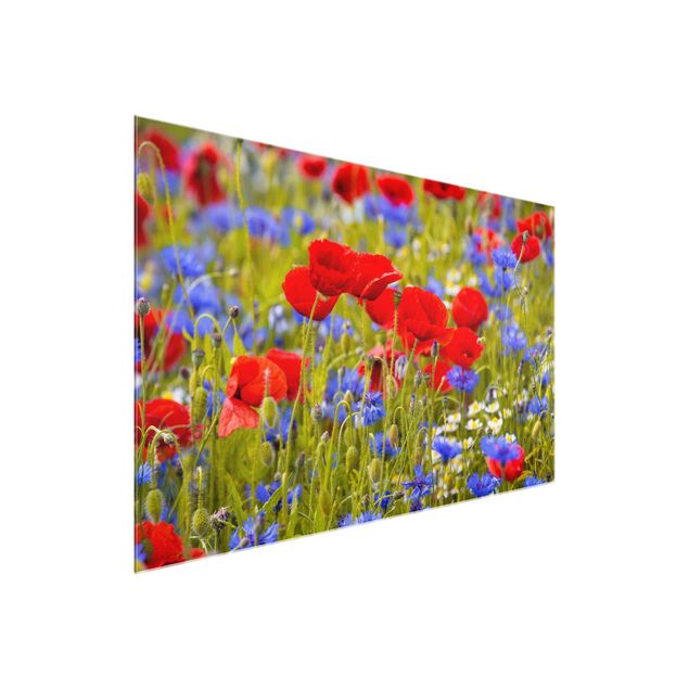 Glasbilleder blomster Summer Meadow With Poppies And Cornflowers