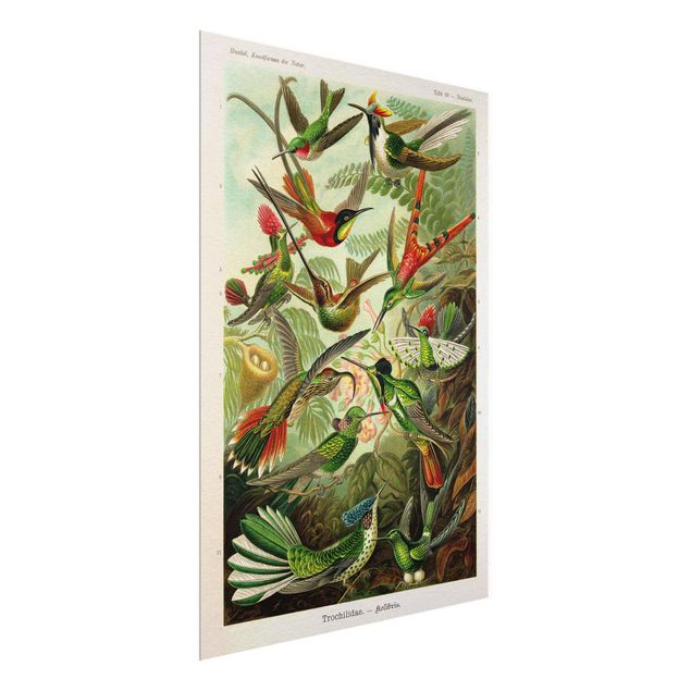 Billeder blomster Vintage Board Hummingbirds