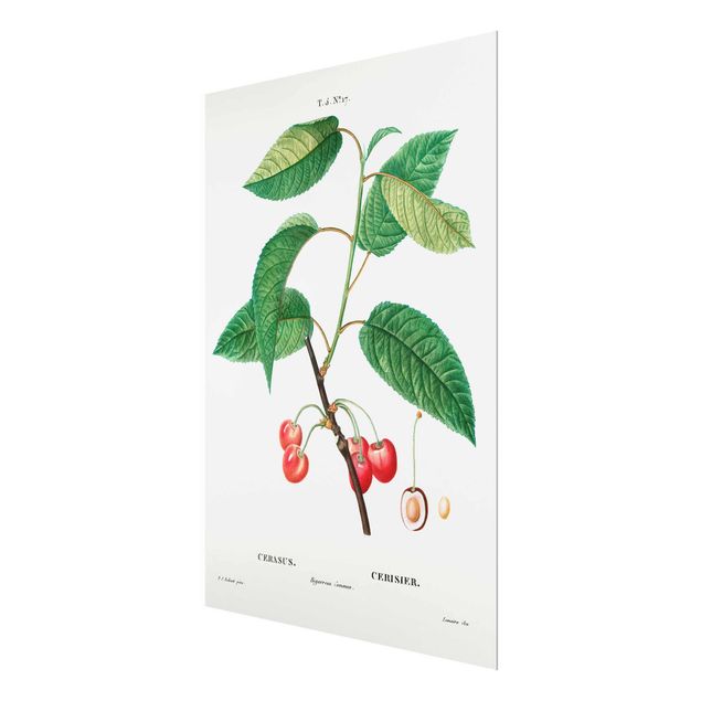 Billeder Botany Vintage Illustration Red Cherries