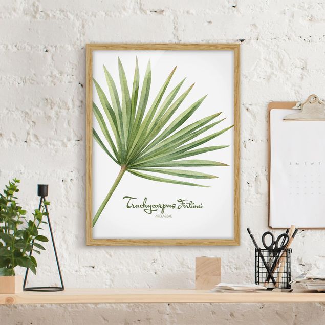 Indrammede plakater blomster Watercolour Botany Trachycarpus Fortunei