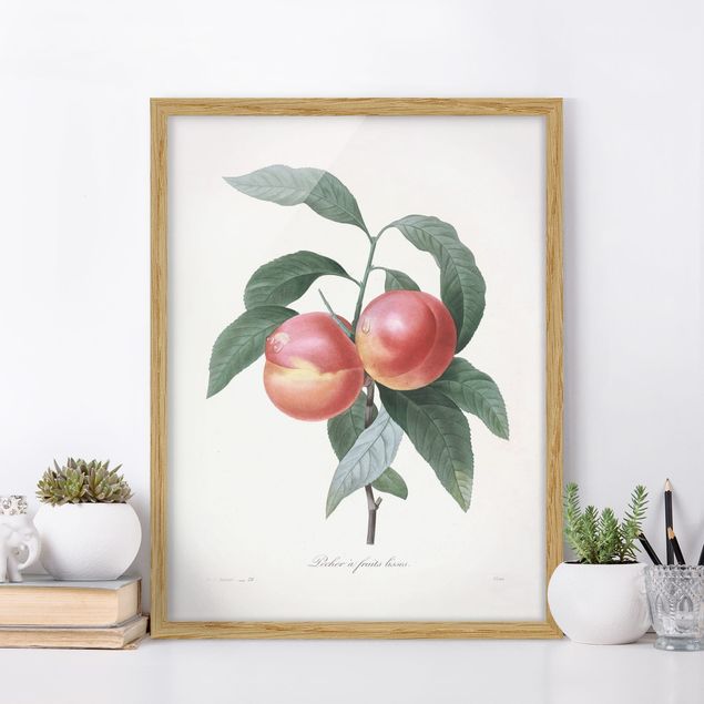 køkken dekorationer Botany Vintage Illustration Peach