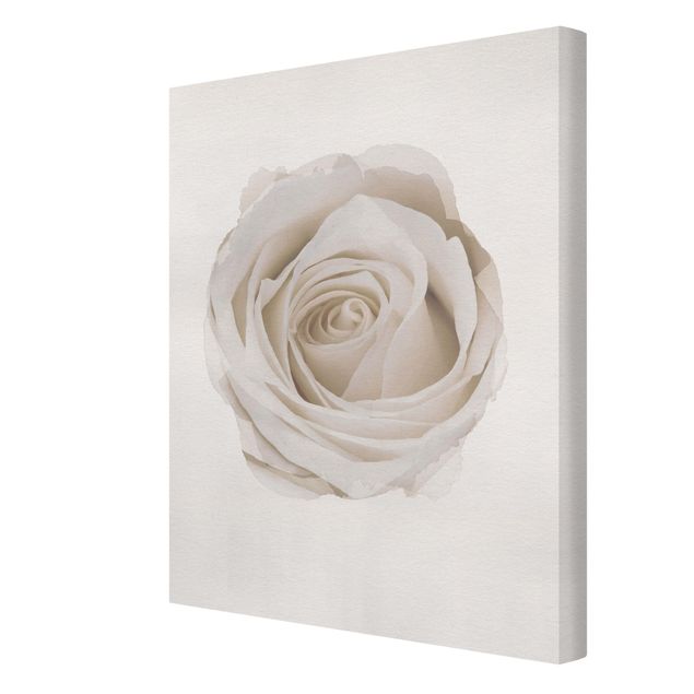 Billeder WaterColours - Pretty White Rose