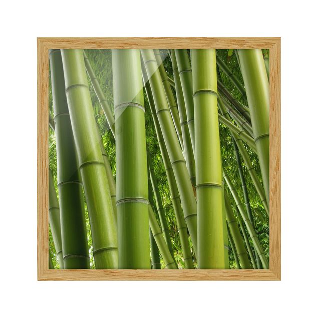 Billeder landskaber Bamboo Trees