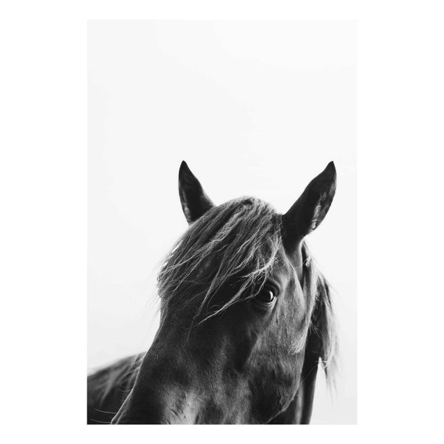 Billeder kunsttryk Curious Horse