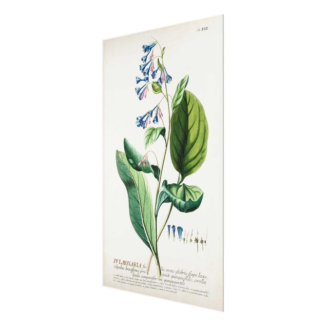 Billeder Vintage Botanical Illustration Lungwort
