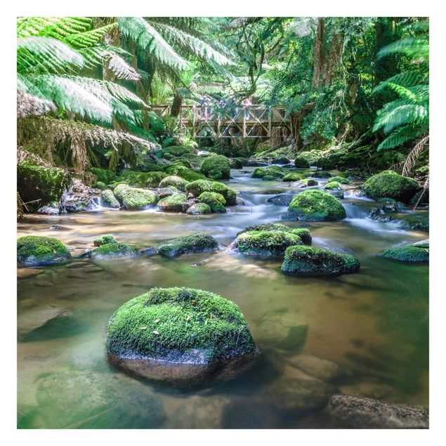 Billeder Matteo Colombo Creek In Jungle