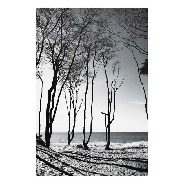 Billeder strande Trees At the Baltic Sea