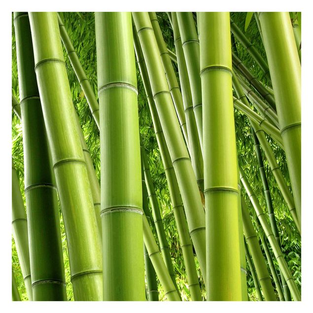 Tapet Bamboo Trees