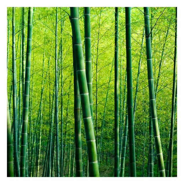 Tapet Bamboo Forest
