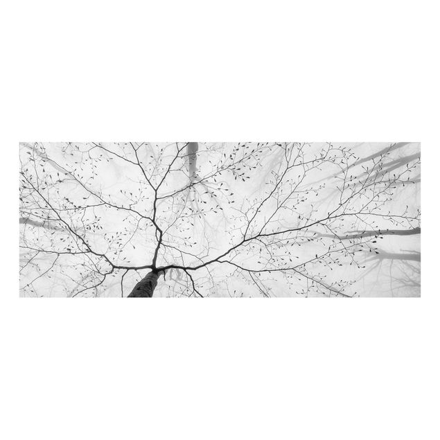 Glasbilleder sort og hvid Treetops In The Sky