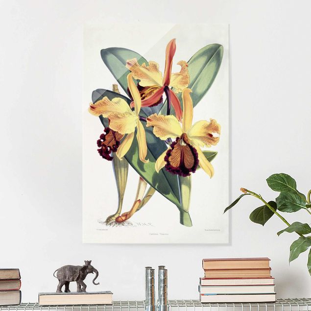 Glasbilleder orkideer Walter Hood Fitch - Orchid
