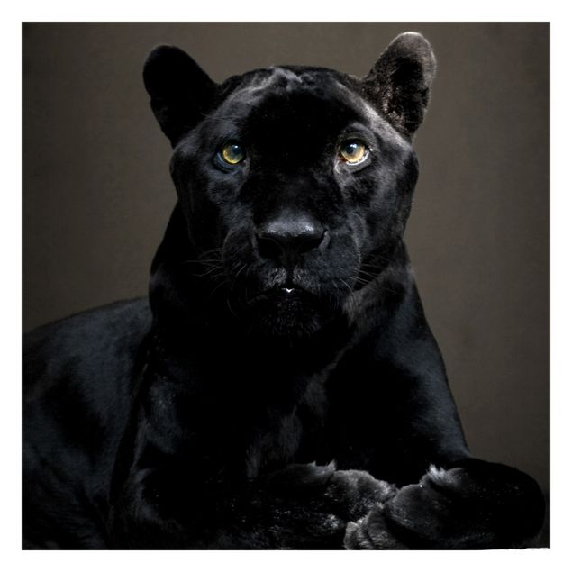 Tapet Black Puma