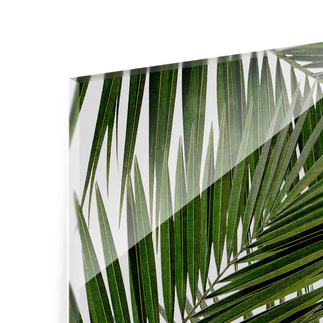 Billeder grøn View Through Green Palm Leaves