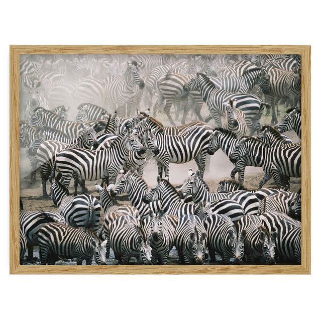 Indrammede plakater abstrakt Zebra Herd
