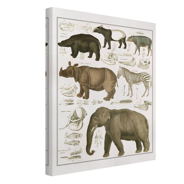 Billeder på lærred Afrika Vintage Board Elephant, Zebra And Rhino