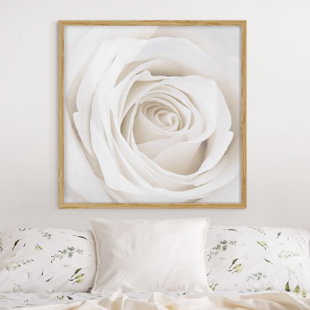 Indrammede plakater blomster Pretty White Rose