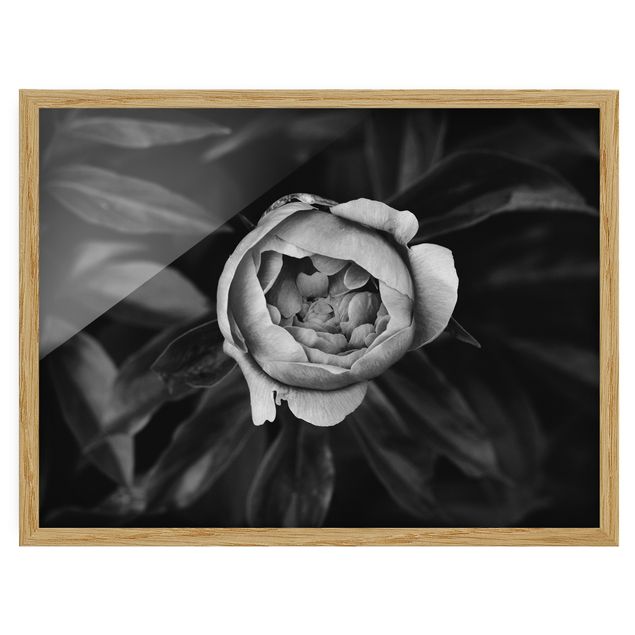 Billeder blomster Peonies In Front Of Leaves Black And White