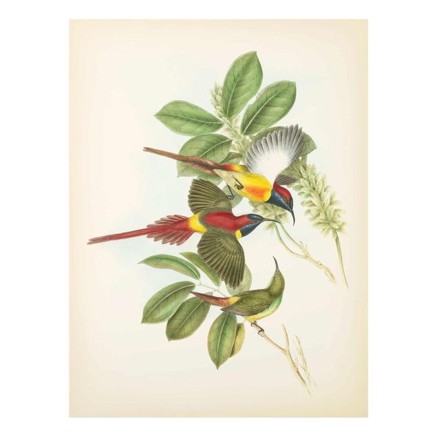 Billeder grøn Vintage Illustration Tropical Birds III