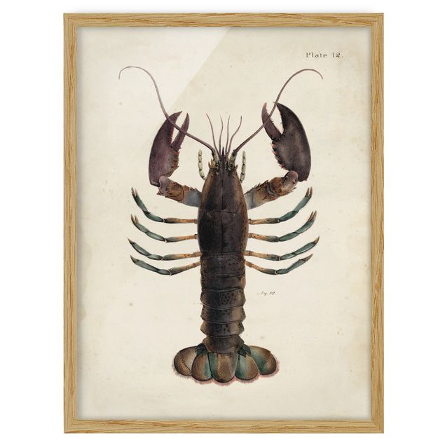 Billeder retro Vintage Illustration Lobster