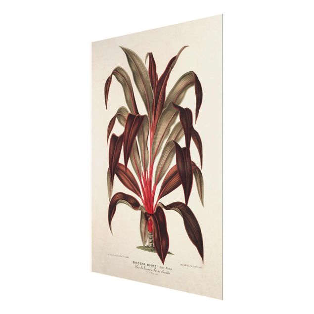 Billeder rød Botany Vintage Illustration Of Dragon Tree