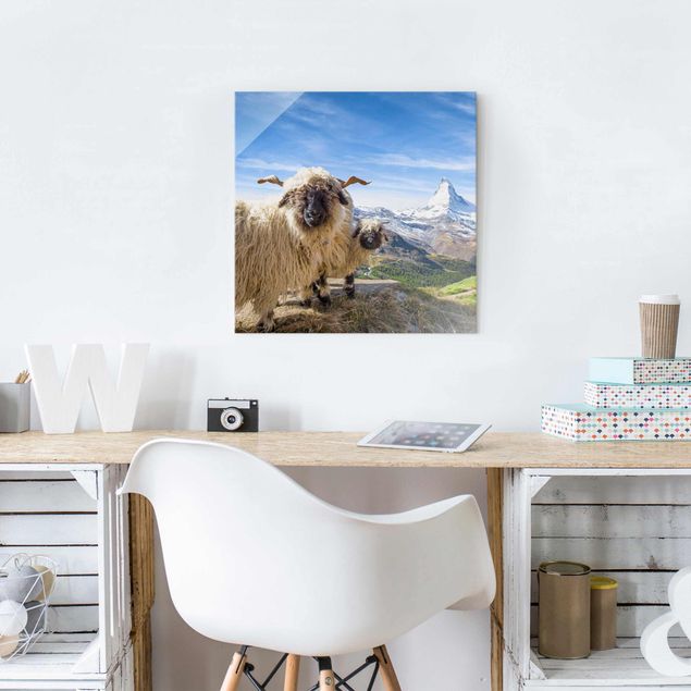 Glasbilleder bjerge Blacknose Sheep Of Zermatt