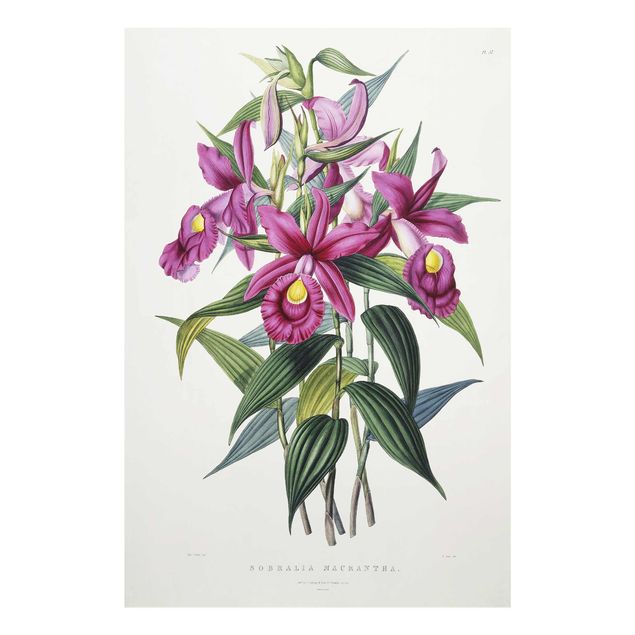 Glasbilleder blomster Maxim Gauci - Orchid I