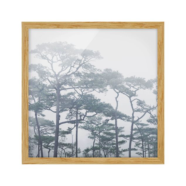 Indrammede plakater landskaber Treetops In Fog