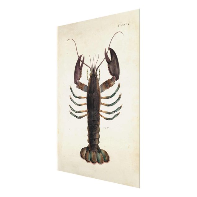 Billeder Vintage Illustration Lobster