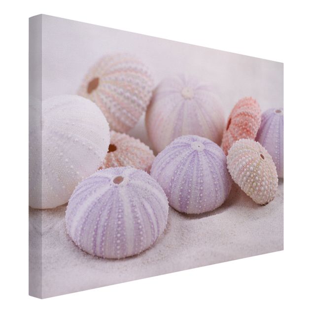 Billeder på lærred dyr Sea Urchin In Pastel