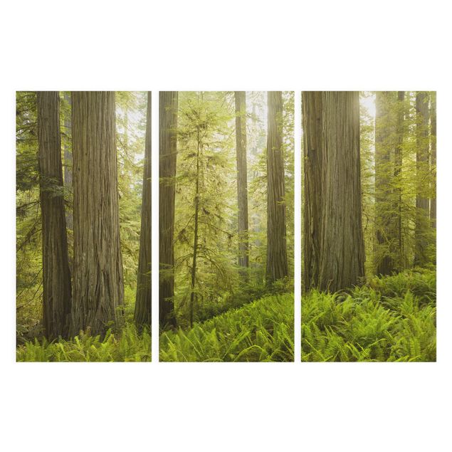 Billeder på lærred skove Redwood State Park Forest View